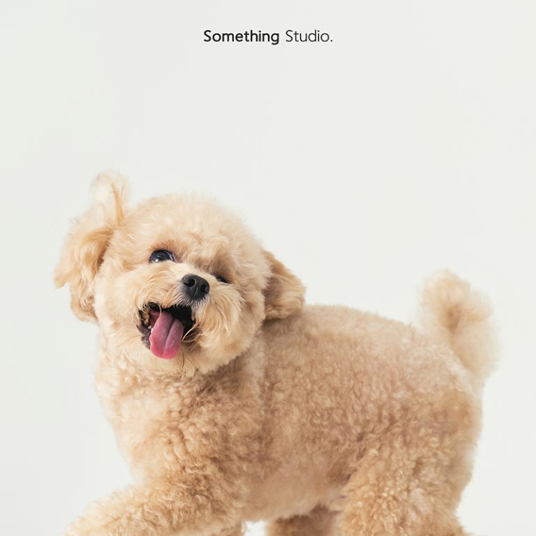 三牲工作室 ,somethingstudio,寵物,寵物攝影,寵物肖像,三牲,something,寵物,寫真,攝影,寫真,攝影工作室,中途,狗,貓,貴賓犬,奶油貴賓