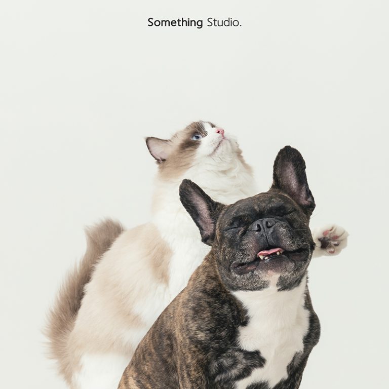三牲工作室 ,somethingstudio,寵物,寵物攝影,寵物肖像,三牲,something,寵物,寫真,攝影,寫真,攝影工作室,