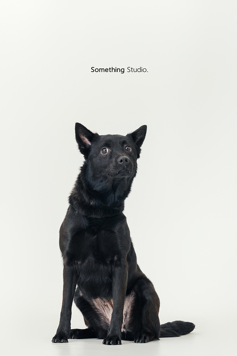 米克斯,待領養,黑狗,三牲工作室,汪星人