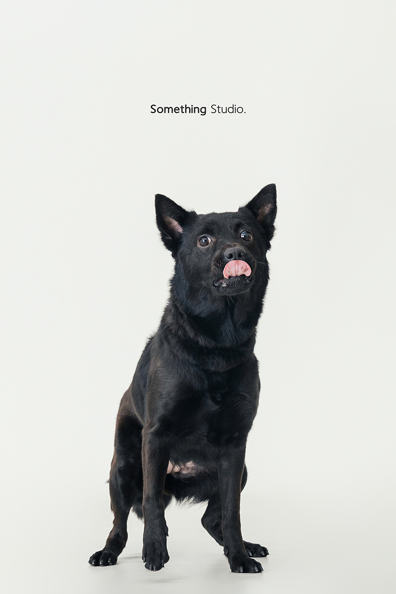 米克斯,待領養,黑狗,三牲工作室,汪星人