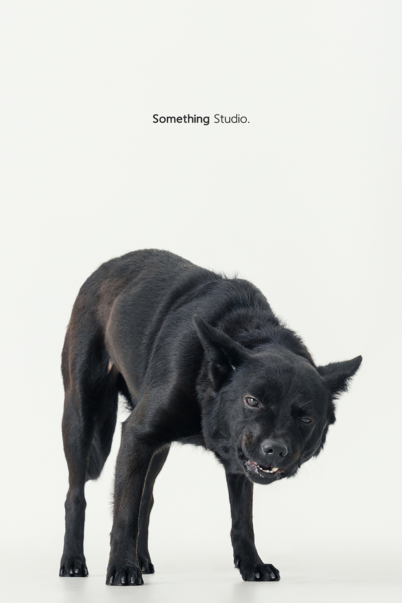 米克斯,待領養,黑狗,三牲工作室,汪星人