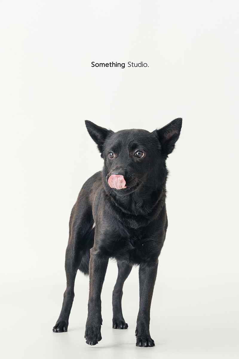 米克斯,待領養,黑狗,三牲工作室,汪星人