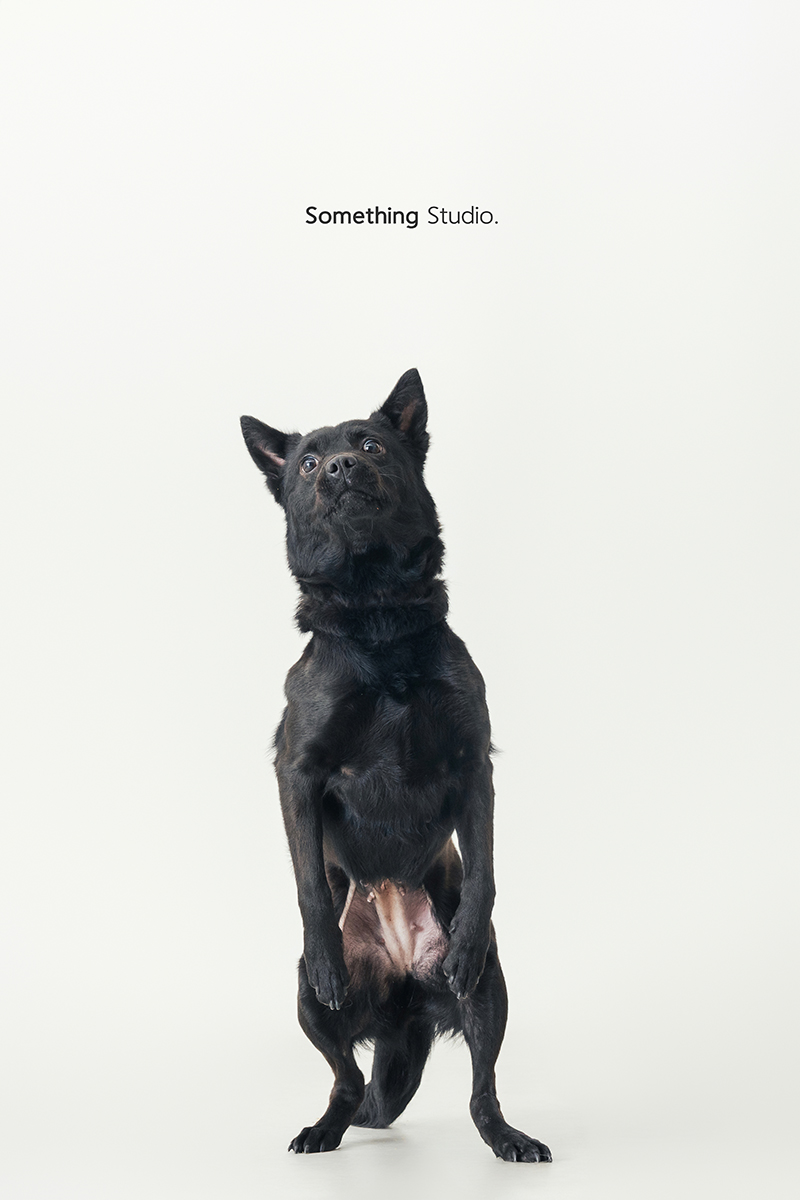 米克斯,待領養,黑狗,三牲工作室,汪星人