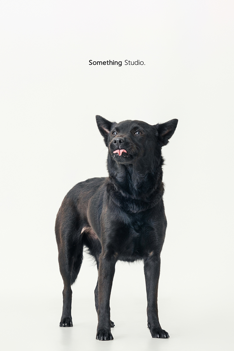 米克斯,待領養,黑狗,三牲工作室,汪星人