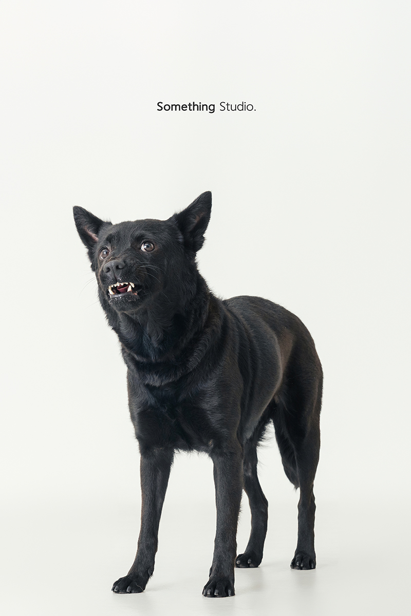 米克斯,待領養,黑狗,三牲工作室,汪星人