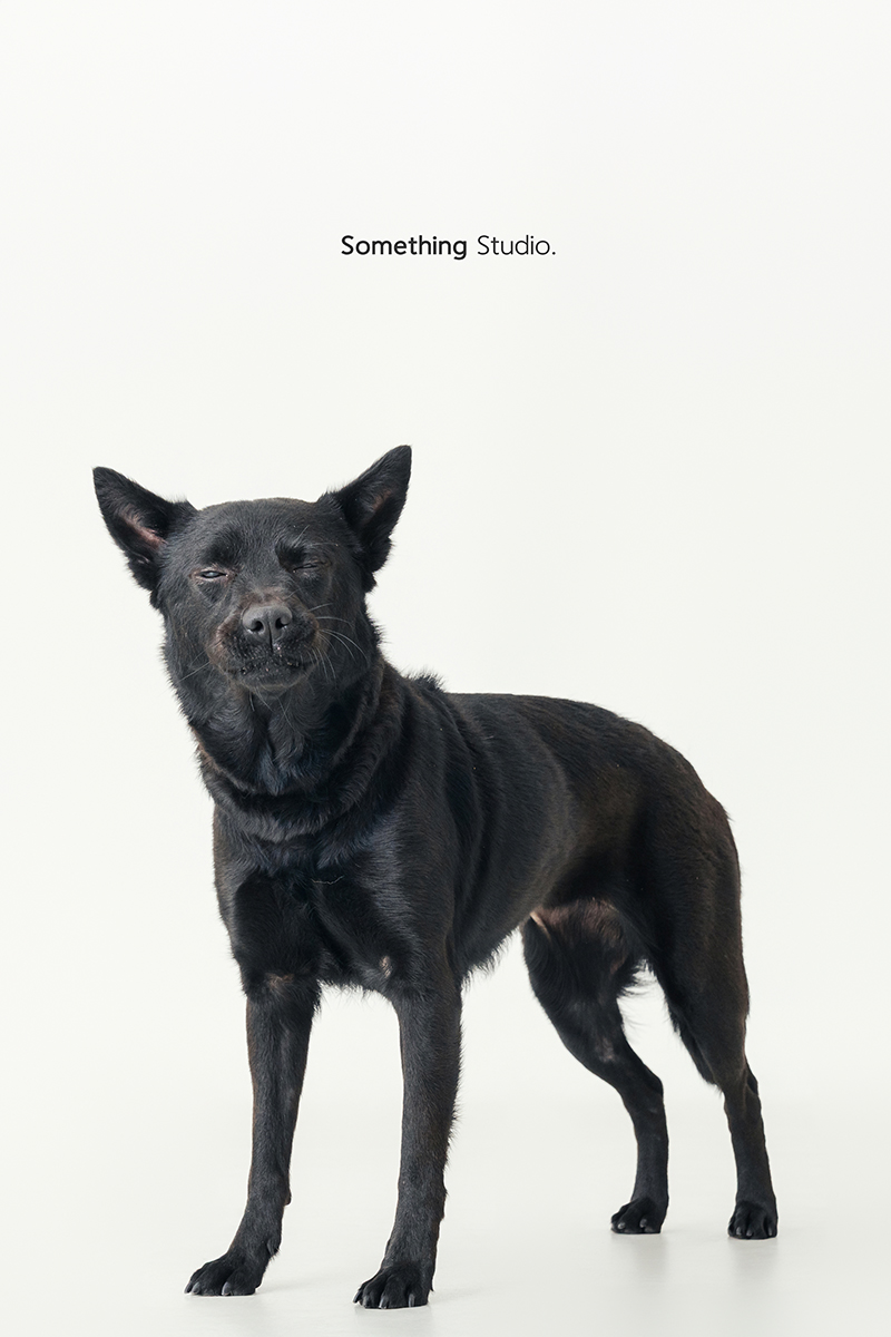 米克斯,待領養,黑狗,三牲工作室,汪星人