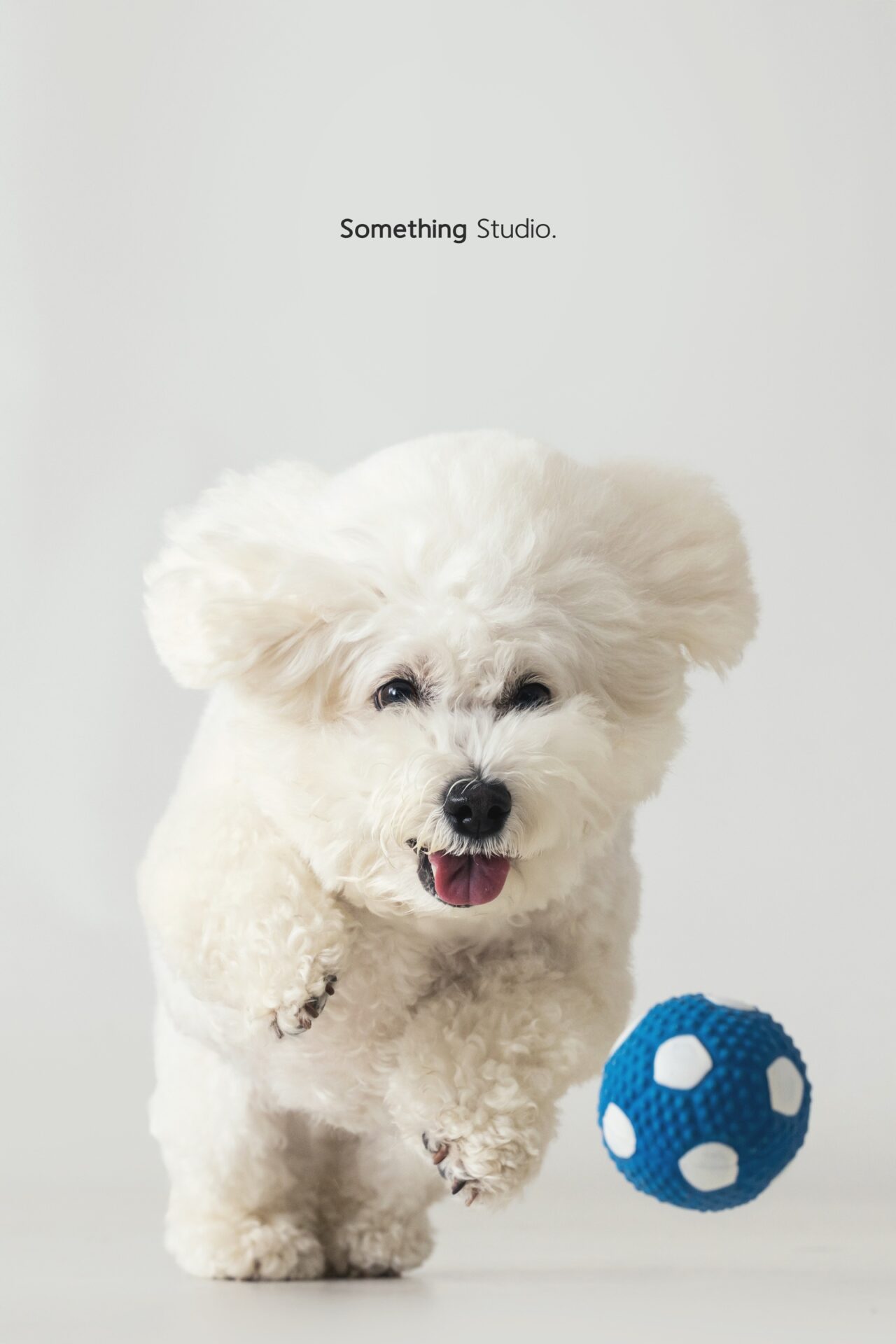 犬のポートレート