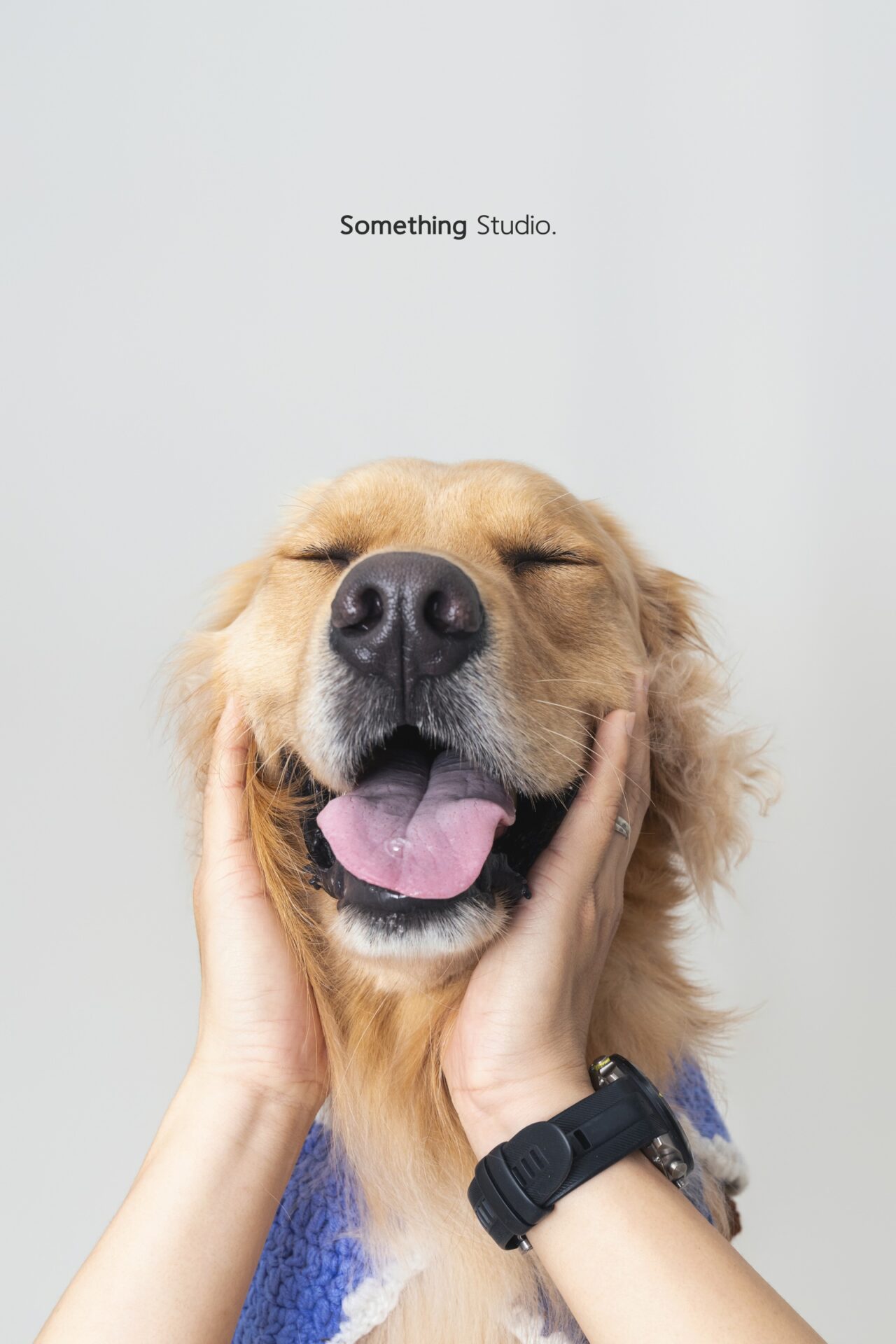 犬のポートレート