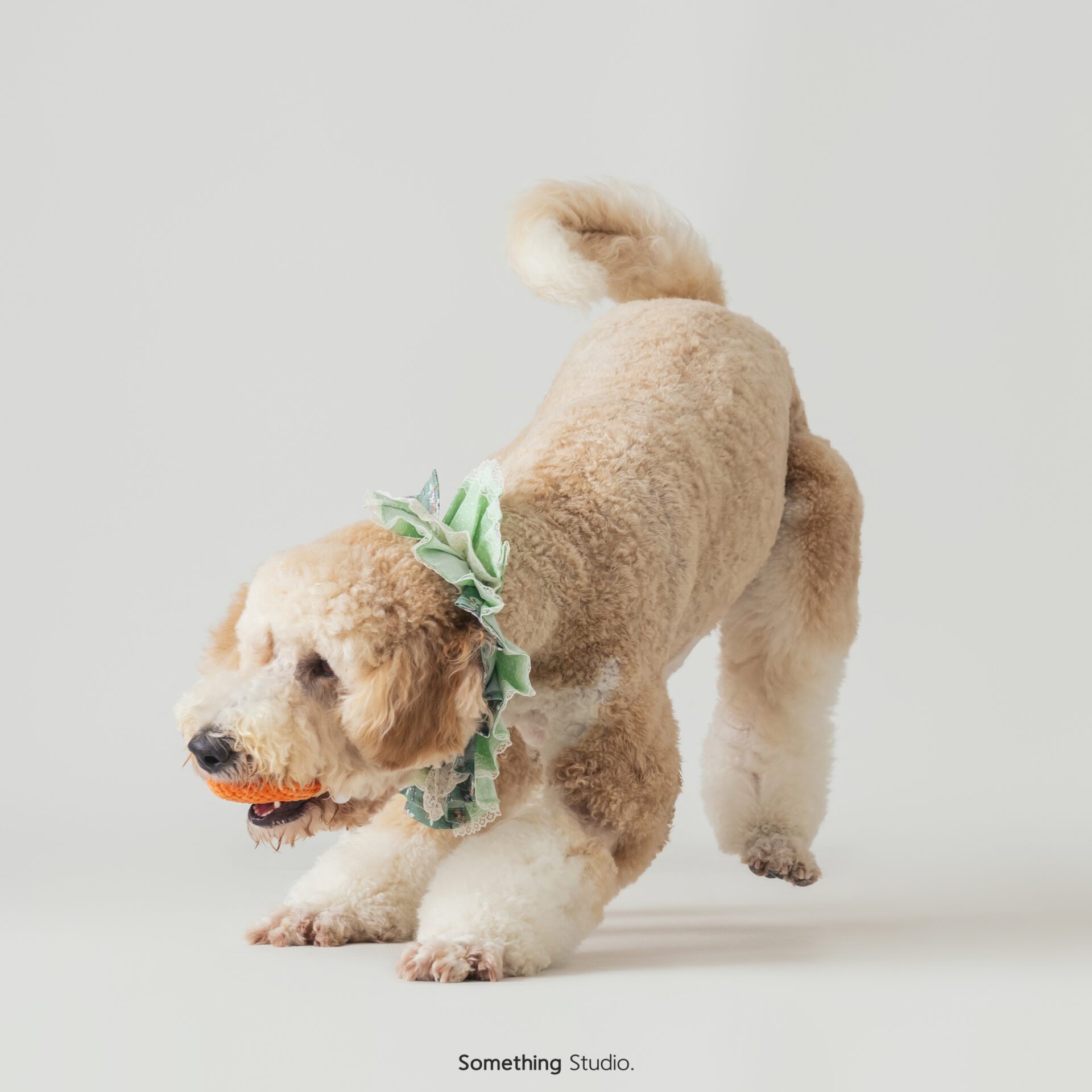 犬のポートレート