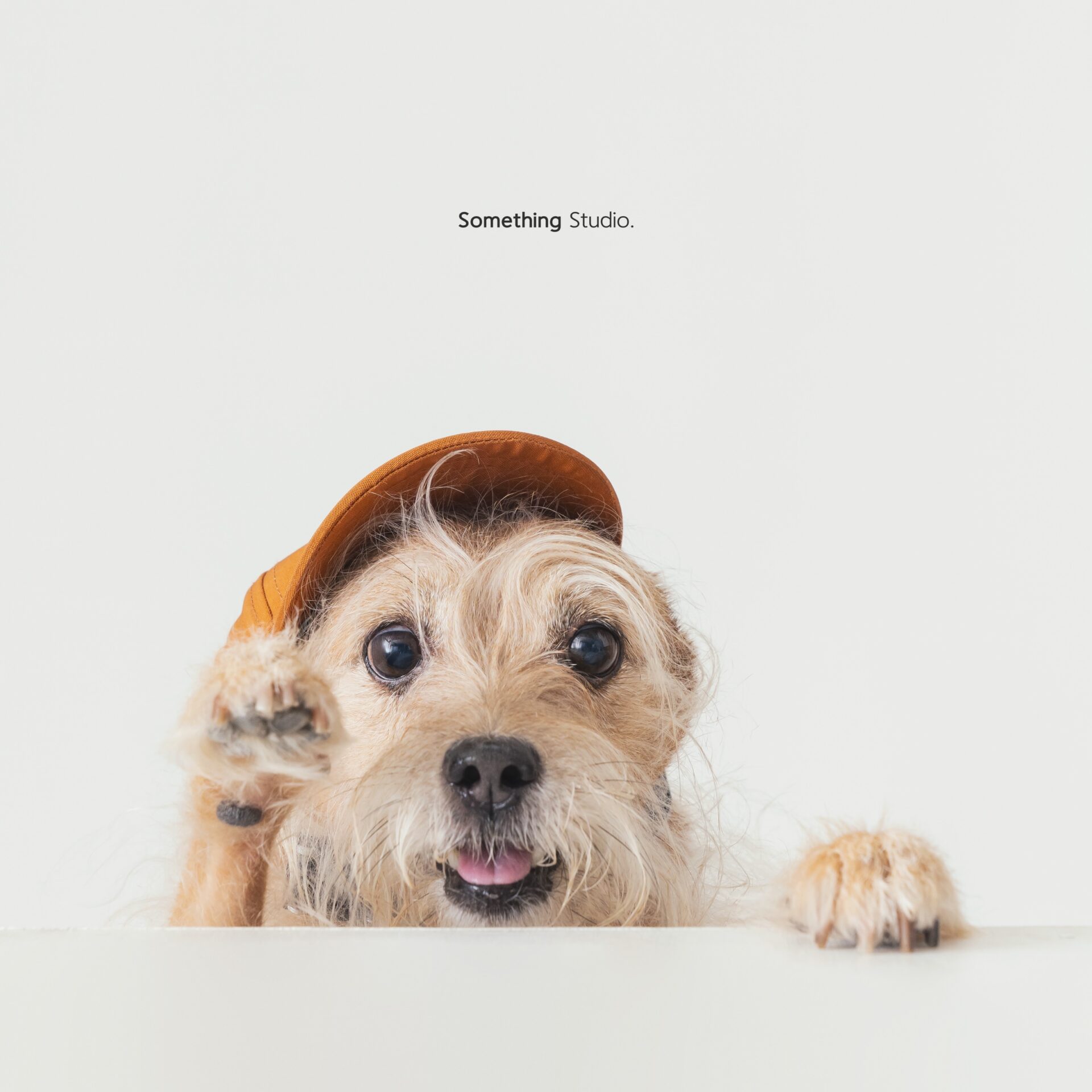 犬のポートレート