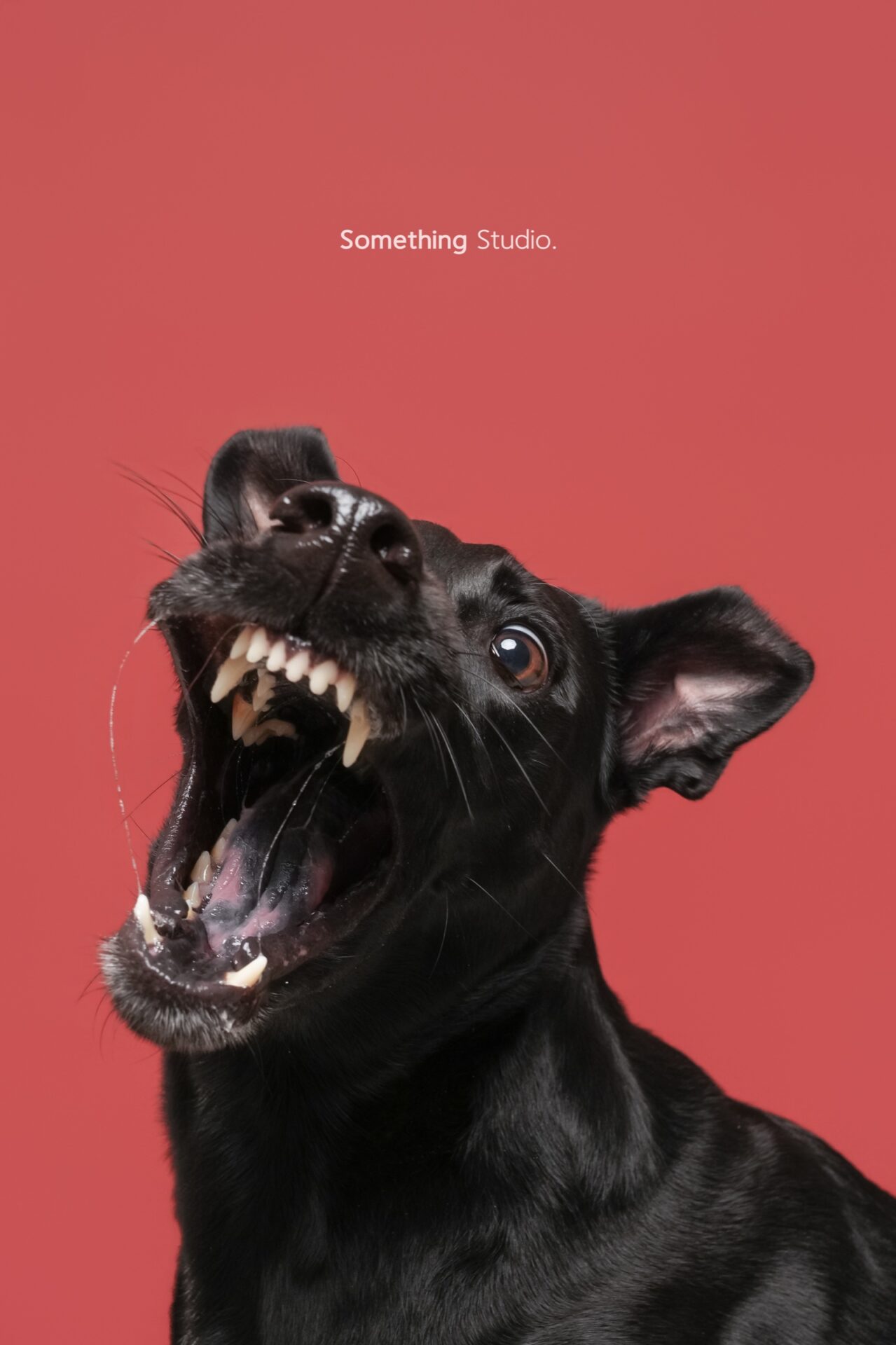 犬のポートレート