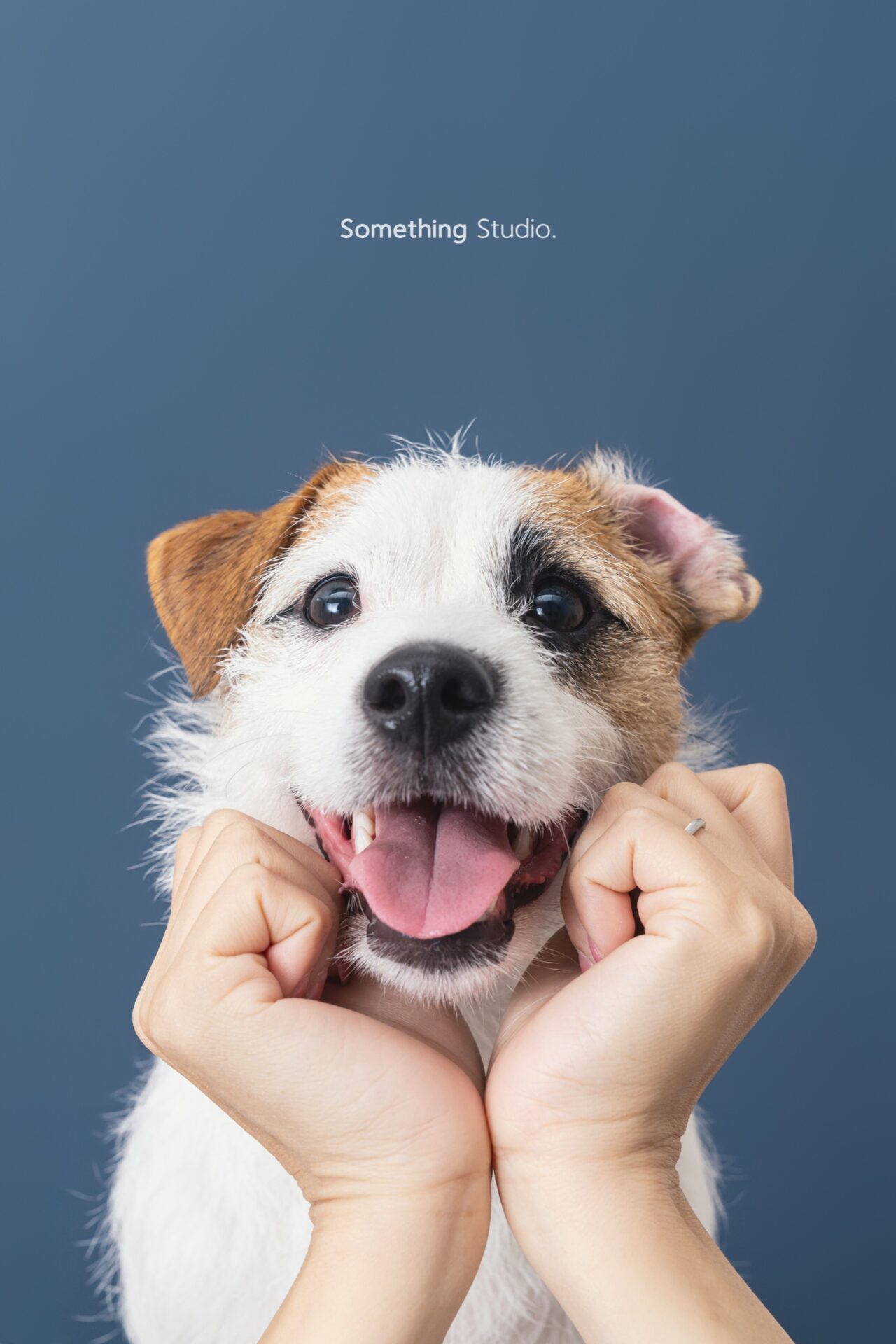 犬のポートレート